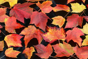 Autumn Leaves, Herbstblätter, Ahornblätter