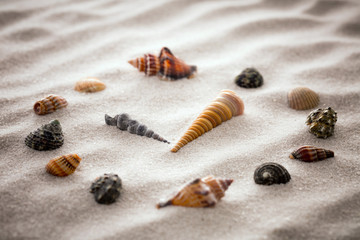 Stylized dial clock for shells on the sand for concentration and relaxation for harmony and balance in pure simplicity - macro lens shot
