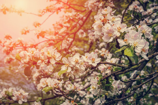 Blooming apple tree in spring time. close up. small depth of field. soft selective filter. instagram toning effect 
