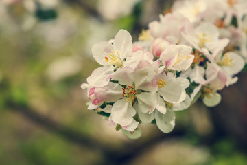 Blooming apple tree in spring time. close up. small depth of field. soft selective filter. instagram toning effect 