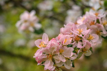 Obraz premium Blooming apple tree in spring time. close up. small depth of field. soft selective filter