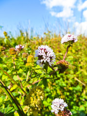 Flowers of a field mint (Mentha arvensis)
