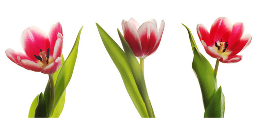 Obraz premium red tulips on white background