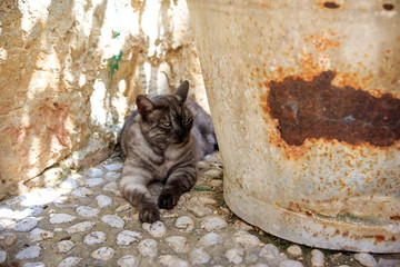 Cat lying by the pot