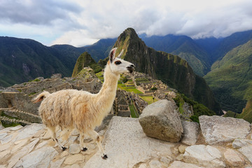 Llama standing at Machu Picchu overlook in Peru © donyanedomam