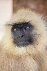 Portrait of gray langur sitting in  Amber Fort near Jaipur, Raja