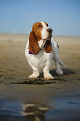 Basset Hound dog standing on beach sand