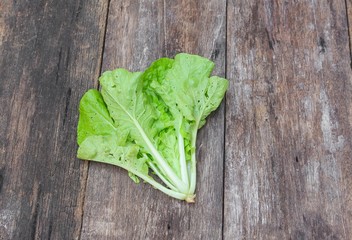 chinese cabbage organic vegetables on a wooden table. Insect eat