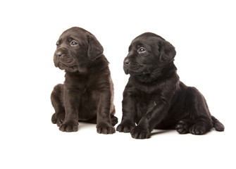 Labrador Retriever puppies