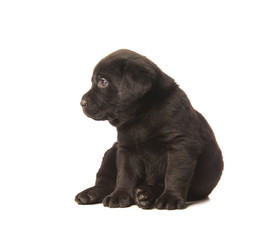 Black Labrador Retriever puppy