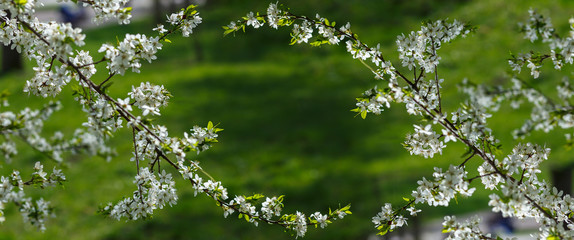 spring nature background. branch apple tree with  flowers over green background. small depth of field.  used as background
