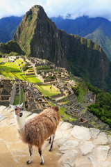Llama standing at Machu Picchu overlook in Peru