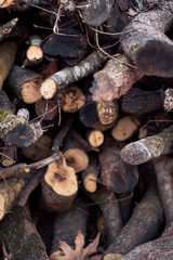 Pile of dried logs