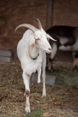 Obraz premium White goat on a farm