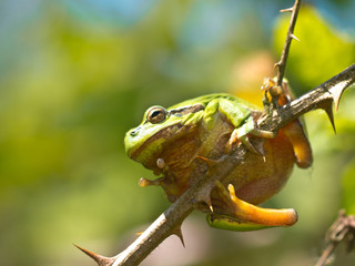 Wild Treefrog