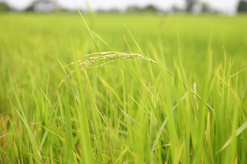 paddy rice field