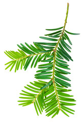 yew twig isolated on white background