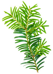 yew twig isolated on white background