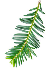 yew twig isolated on white background © Sodel Vladyslav