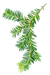 yew twig isolated on white background