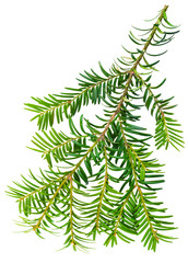 yew twig isolated on white background