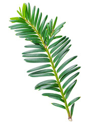 yew twig isolated on white background