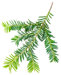 yew twig isolated on white background