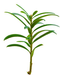 yew twig isolated on white background