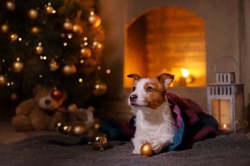 Dog Jack Russell Terrier . Christmas season 2017, new year