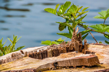 Stump of a tree near the lake