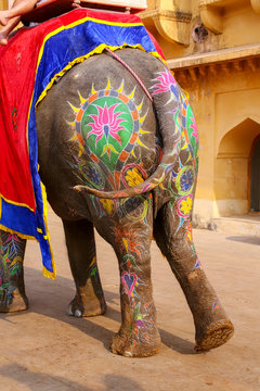 Painted rear of an elephant walking in Jaleb Chowk (main courtya