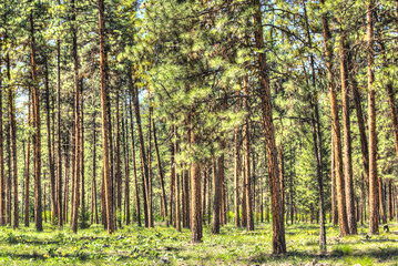 Flat dense red pine forest with thin tree trunks