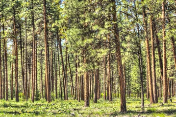 Gordijnen Flat dense red pine forest with thin tree trunks © Andriy Blokhin