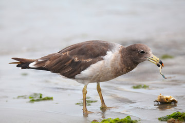 Belcher's Gull eating crab on the beach of Paracas Bay, Peru