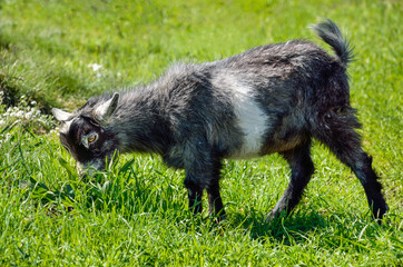 Side profile of grey baby goat kid chewing grass