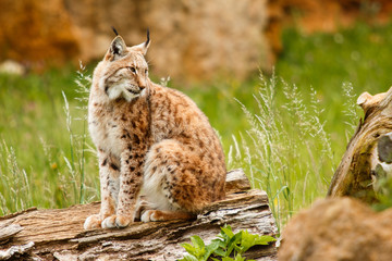Lynx at liberty