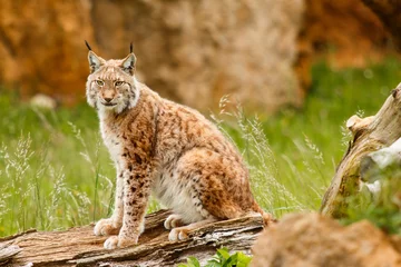 Gordijnen Lynx in vrijheid © Rojo
