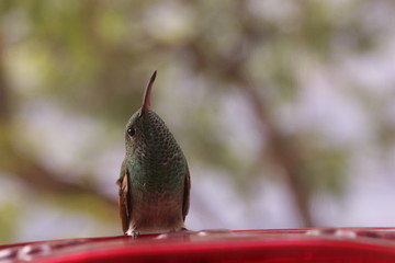Green hummingbird sitting on nectar feeder