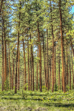 Fototapeta Vertical view of flat dense red pine forest with thin tree trunks