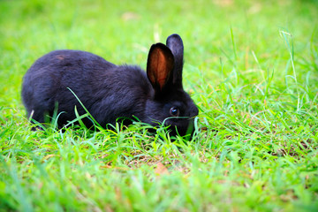 Black rabbit on the grass
