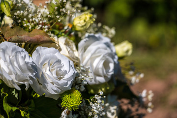 White Roses