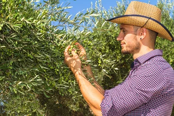 Photo sur Plexiglas Olivier Young farmer checking green olives maturity for harvest Crete Gr