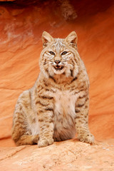 Bobcat sitting on red rocks