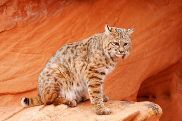 Bobcat sitting on red rocks