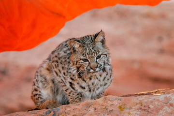 Bobcat sitting on red rocks