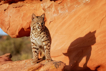 Obraz premium Bobcat standing on red rocks