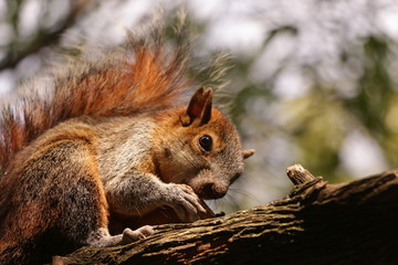 Grey squirrel in red, winter coat eating nuts