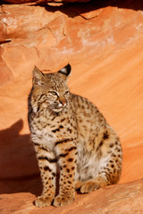 Bobcat sitting on red rocks
