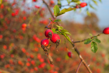 Rosa canina dog rose with red hips