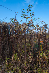 Solidago canadensis Canada goldenrod Canadian goldenrod